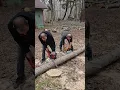 Download Lagu gas vs electric chain saws 😂. #milwaukee #sthilchainsaw #northernwi #funny