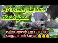 Download Lagu suara pikat burung sikatan kipas@jahid channel