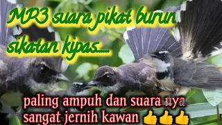 suara pikat burung sikatan kipas jahid channel