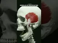 Download Lagu Muscle of mastication animation #short #doctor