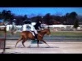 Jus d O stallion showing 2nd Year Green Hunters at Aiken Feb 2015 with Brandon Gibson