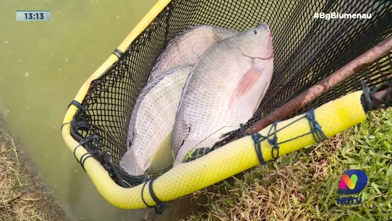 Criação de tilápia: consumo do peixe aumentou em SC