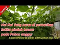 Download Lagu Cara Pindah Tanam Pohon anggur | salah metode 100% pohon mati
