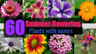 Download 60 Summer Flowering plants with names | Beautiful Summer flowering plants MP3