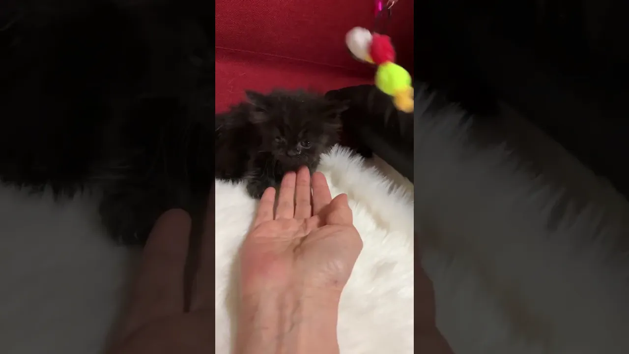 動画
