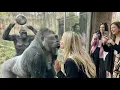 Download Lagu silverback Romantic Kiss? Nope, Gorilla Wife Has Other Plans! 😂🔥 MP3