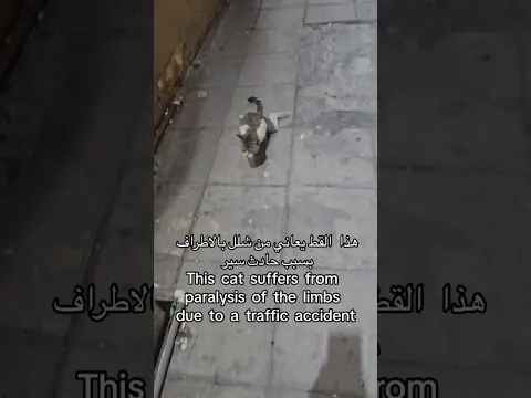 عالجت قطه مشلوله شوفوا النتيجه بعد     ٦ شهور 😍😮‏I treated a paralyzed cat