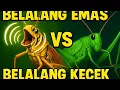 Download Lagu MASTERAN MURAI BATU JUARA FAVORIT JURI !! SUARA BELALANG EMAS vs BELALANG KECEK
