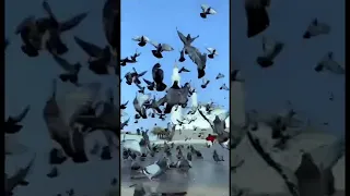 يا حبيبي يا محمد اللهم صلي عليه 