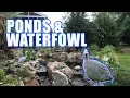 Four Ponds and Guinea Fowl Greg Wittstock The Pond Guy