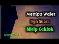 Menipu walet dengan suara mirip ceklok | Respon seperti off sp
