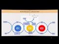 What is the Pyruvate Dehydrogenase Complex PDC