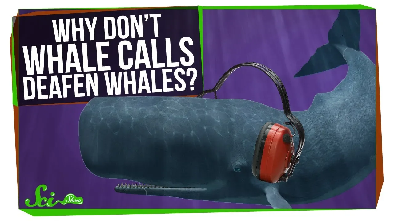 How Do Whales Avoid Deafening Themselves? Hearing Explained