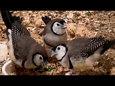 Owl Finch doublebarred finches bird finch aviary birds