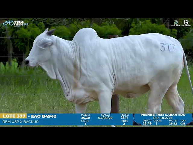 Matriz Nelore EAO-B4942