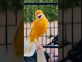 Download Lagu Kenari lokal gacor durasi panjang cocok untuk masteran#canary #canario #canaris#canarygacor Download Lagu Kenari lokal gacor durasi panjang cocok untuk masteran#canary #canario #canaris#canarygacor