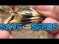 Download Lagu Saving Marigolds Seeds-How To collect seeds And Never Buy Marigolds  Again