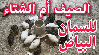 أيهما أفضل تربية السمان البياض في الصيف أم في الشتاء 