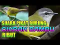 Download Lagu Suara pikat cikrak bambu//suara pikat paling ampuh