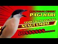 Lagu PANCINGAN CENDET PAGI HARI❗ CENDET DIAM PASTI NYAUT DENGAR SUARA BEGINI❗❗