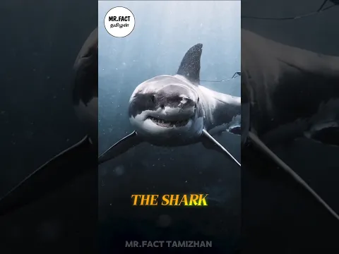 மரங்களை விட பழமையான வேட்டைக்காரன்... 🦈🌍 | #shark #shorts