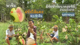 Download Community way of life EP6 Take a taste of guava with red filling from Taiwan.organic garden.#jangwa MP3