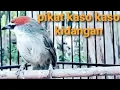 Download Lagu pikat burung kaso kaso/kidangan/tepus gelagah