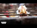 How Bird Flu Is Spreading Across The US Business Insider Explains Insider News