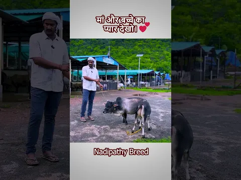 1 साल बाद भी सिर्फ 26 इंच! देखिए नाड़ीपति गाय का बछड़ा 😲🐄  #farming #viral #cow #farm #pets