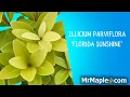 Illicium parviflora Florida Sunshine Golden Anise Shrub