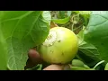 White Melon Diseases and Disorders