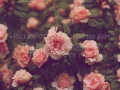 La Vie En Rose Lyrics (Daniela Andrade Cover)