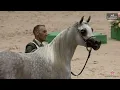 Download Lagu N 46 AJ KARAMA   El Jadida 2025   International AHS Title   Fillies 3 Years Old Class 3