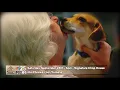 Humane Society-Genesee County Ties Tails PSA 2019