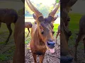 Download Lagu Rusa Sambar #animals #deer #sambardeer #rusa