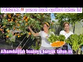 Download Lagu PERDANA‼️ PANEN BUAH APRIKOT TAHUN INI || ALHAMDULILLAH BUAHNYA BANYAK BANGET