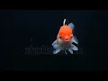 stock footage goldfish swimming on black background