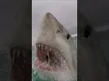 Fish or SUPERHEROES Did you know Sharks have superpowers
