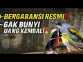 Download Lagu RARELY AVAILABLE‼️ SELECTED BIRDS WITH OFFICIAL GUARANTEE‼️ NO SOUND = MONEY BACK!