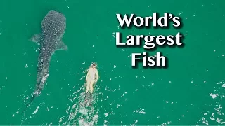 HAVE YOU HEARD THE TALE? [Adventure #84]