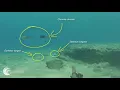 Download Lagu Habitat = Shallow rocky-algal reef