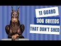 11 Guard Dog Breeds That Don t Shed Dog show
