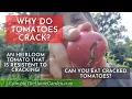 Why do tomatoes crack Can you eat cracked tomatoes Is There a Tomato that is crack resisitant