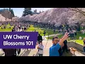 Cherry Blossoms 101 from a UW student tour guide