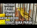 Download Lagu Masteran Pleci Isian Kenari || Suara Masteran Pleci Gacor Dor
