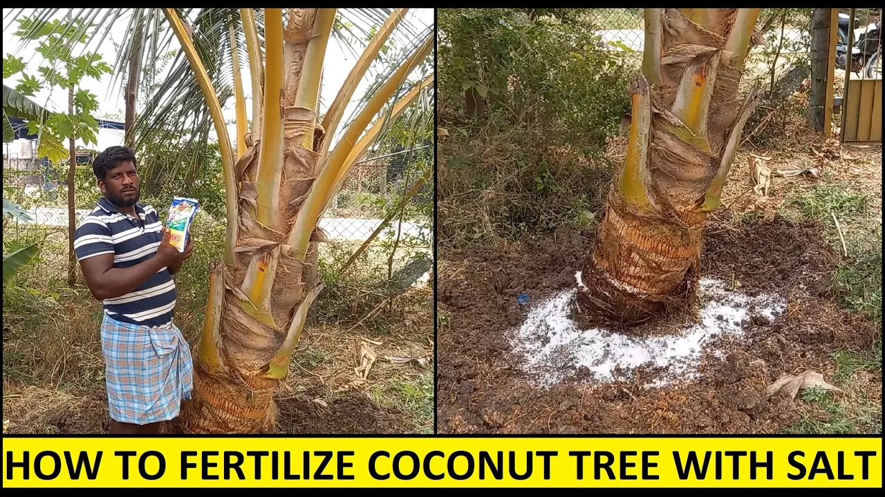 How to Fertilize and protect Coconut tree with Sea Salt / Organic manure and Fertilizer application