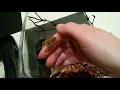 Intelligent Friendly Jumping Spider