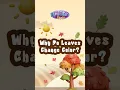 Download Lagu Discover the science behind the beautiful colors of fall! 🍁#whydoleaveschange #autumnleaves #shorts