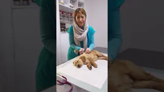 توله سگ گلدن رو میز معاینه خوابیده عمیق 