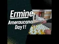 Ermine Ameraucana incubation day 1